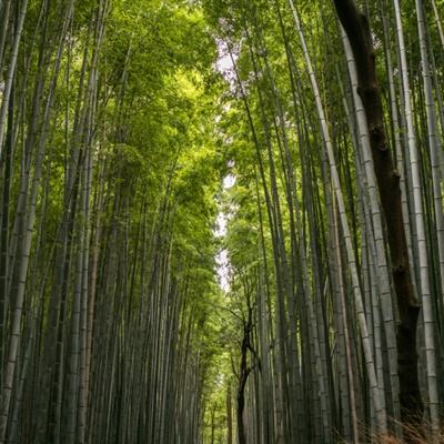 庆余江湖官方版游戏(暂未上线)v6.0.0 安卓领红包版